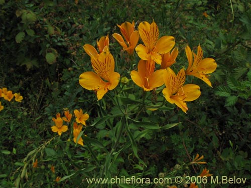Bild von Alstroemeria aurea (Alstromeria dorada / Amancay / Liuto / Rayen-cachu). Klicken Sie, um den Ausschnitt zu vergrössern.